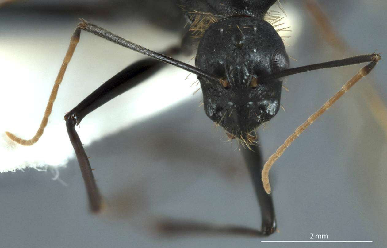 Image of Camponotus rufus Crawley 1925