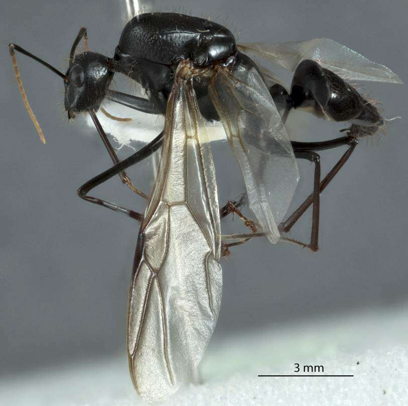 Image of Camponotus rufus Crawley 1925