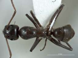 Image of Camponotus sponsorum Forel 1910