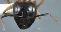 Image of Camponotus terebrans (Lowne 1865)