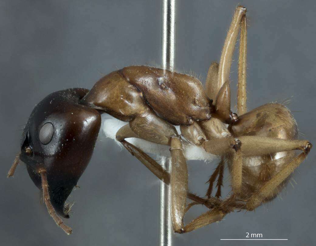 Plancia ëd Camponotus terebrans (Lowne 1865)