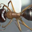 Image of Camponotus tricoloratus Clark 1941