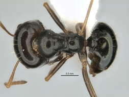 Image of <i>Melophorus purpureus</i>