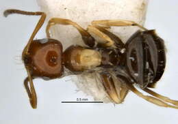 Imagem de <i>Melophorus translucens</i>