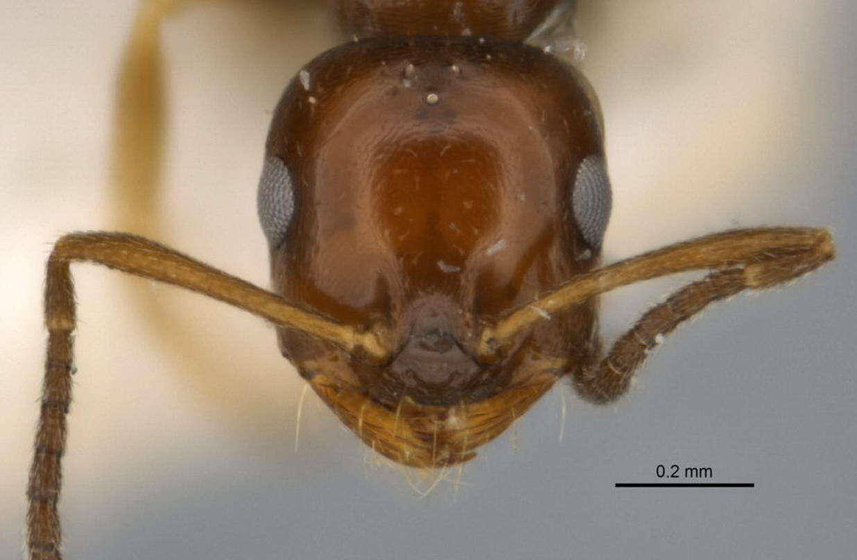 Imagem de <i>Melophorus translucens</i>