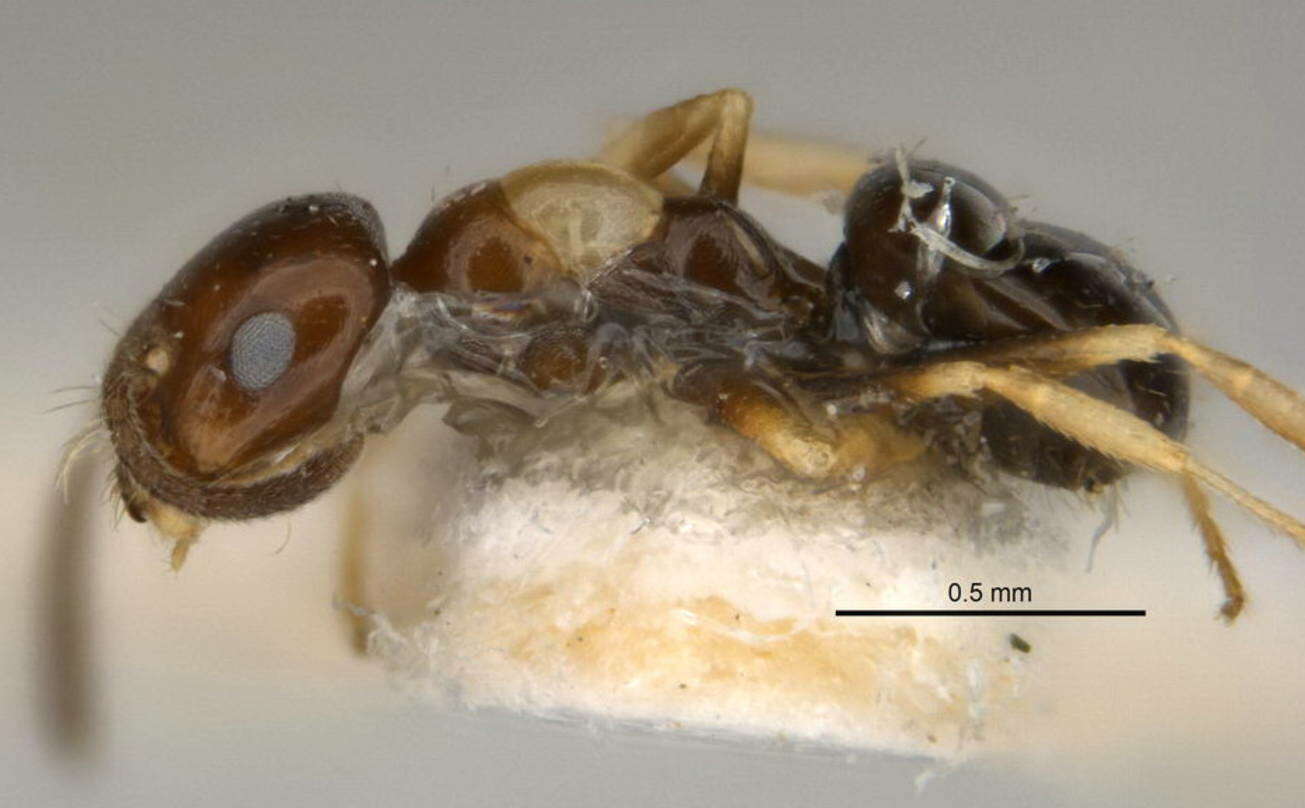 Image of <i>Melophorus translucens</i>