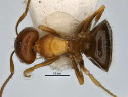 Imagem de <i>Melophorus translucens</i>