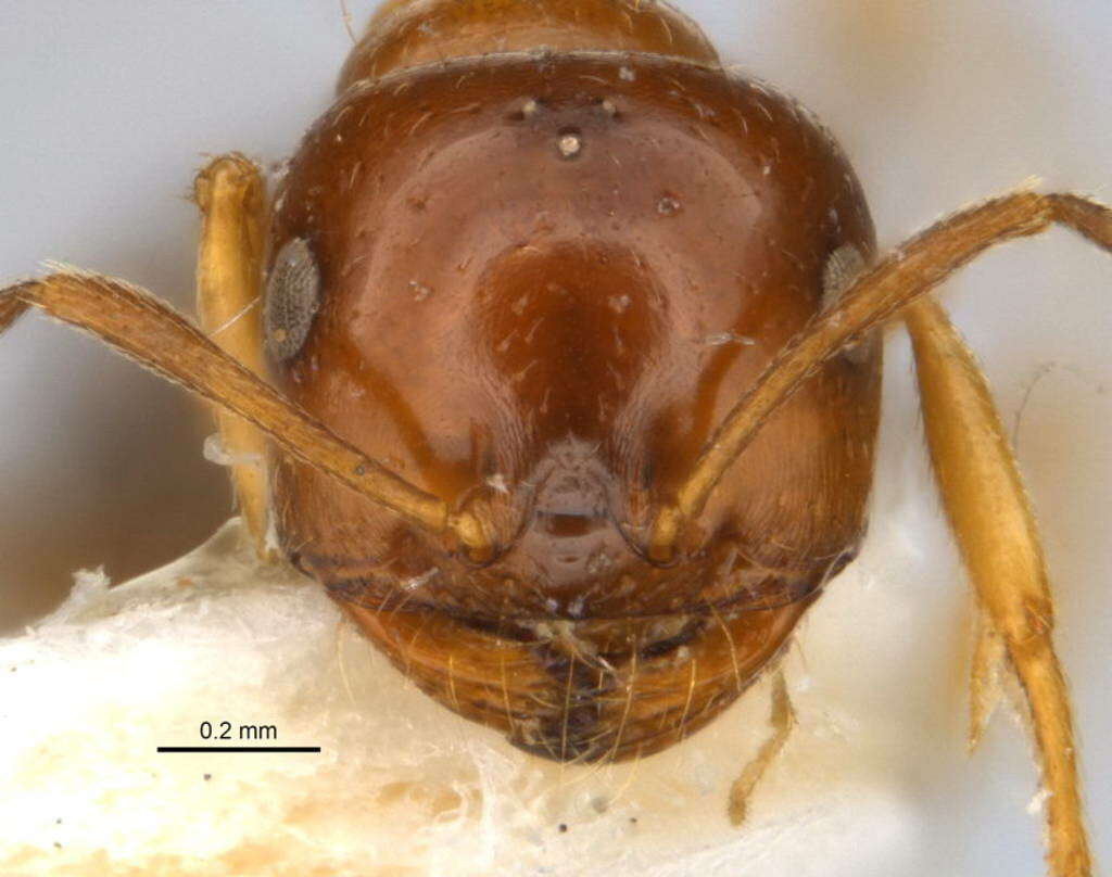 Imagem de <i>Melophorus translucens</i>