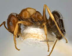 Imagem de <i>Melophorus translucens</i>