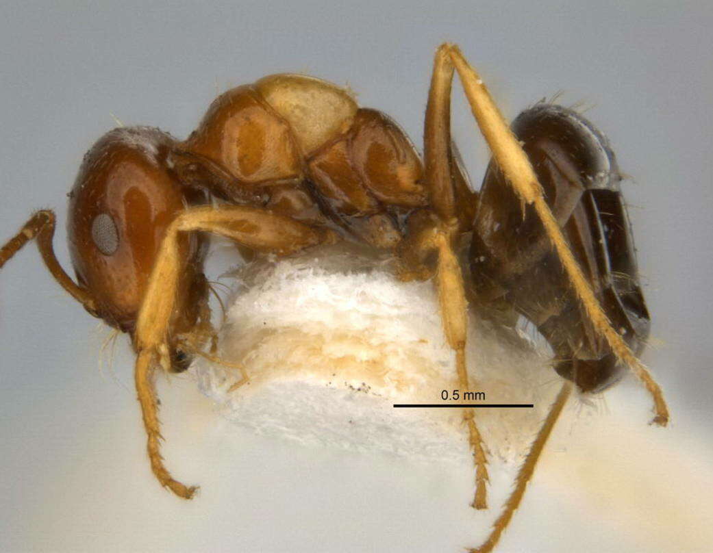 Imagem de <i>Melophorus translucens</i>