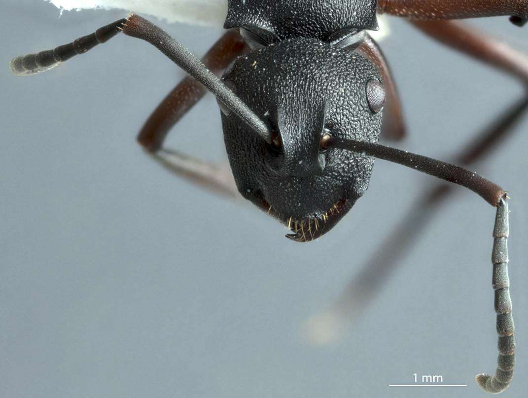 Image of Polyrhachis sidnica Mayr 1866