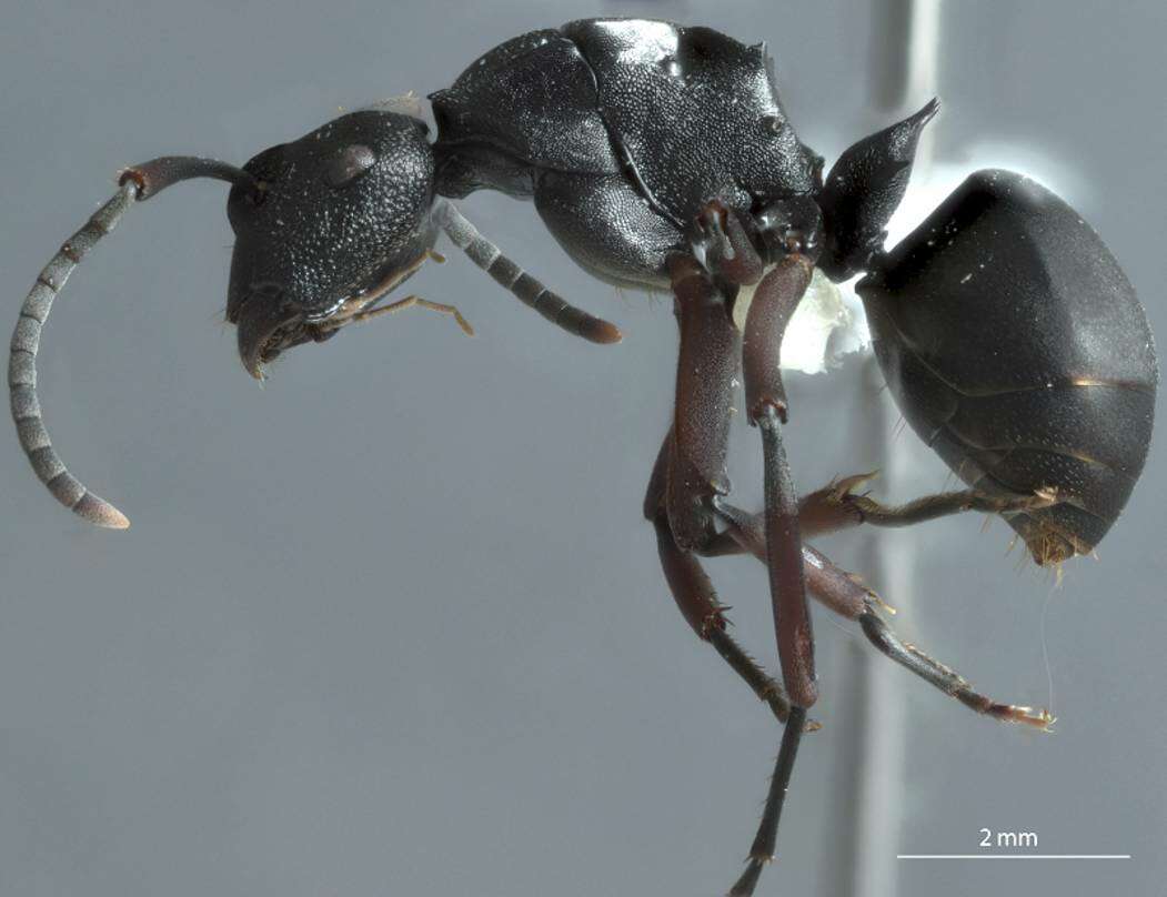 Image of Polyrhachis sidnica Mayr 1866