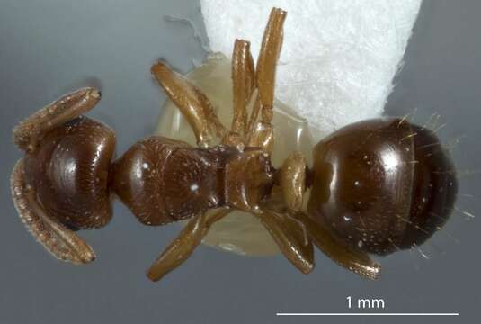 Image of Stigmacros stanleyi McAreavey 1957