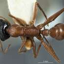 Image of Myrmecia callima (Clark 1943)