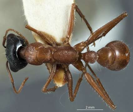 Image of Myrmecia callima (Clark 1943)