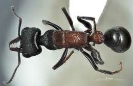 Image of Myrmecia dispar (Clark 1951)