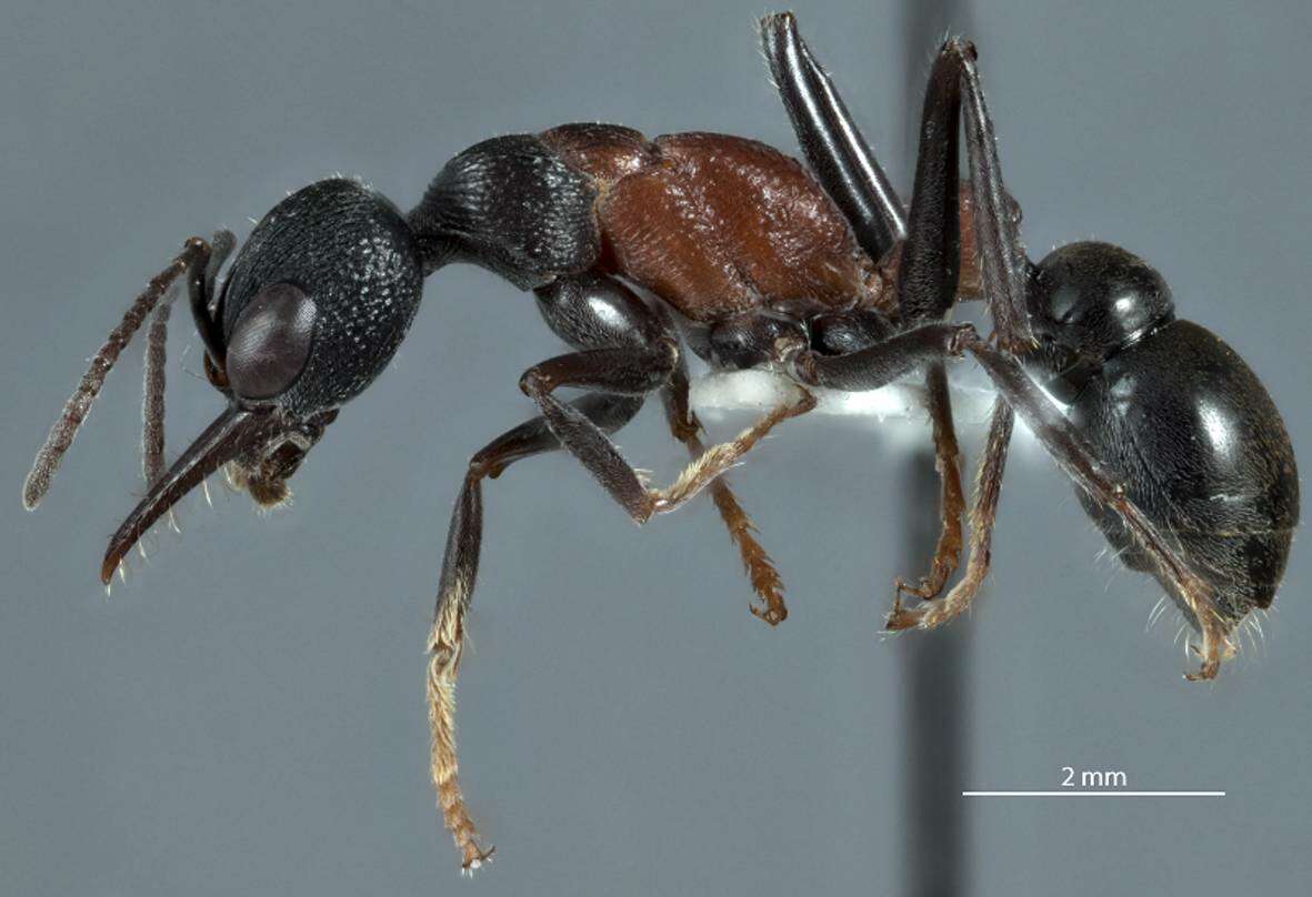 Image of Myrmecia dispar (Clark 1951)