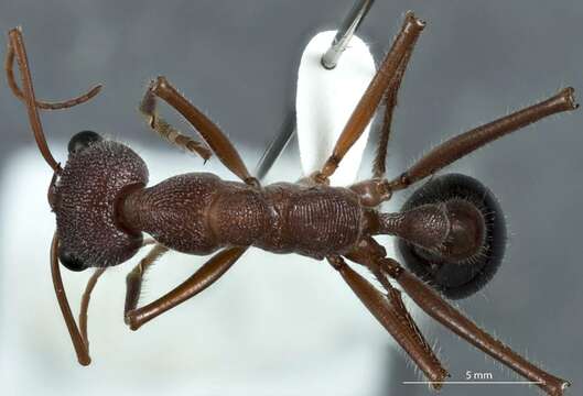 Image of Myrmecia fulgida Clark 1951