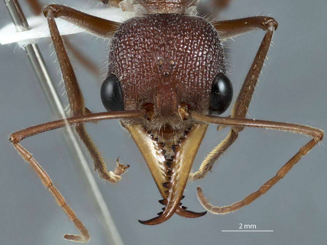 Image of Myrmecia fulgida Clark 1951