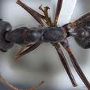 Image of Myrmecia rubripes Clark 1951