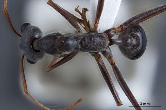 Image of Myrmecia rubripes Clark 1951