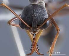 صورة Myrmecia rubripes Clark 1951