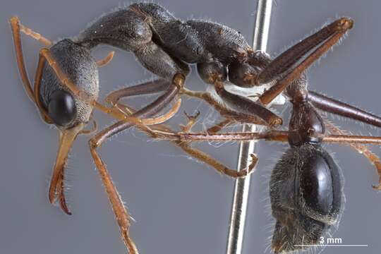 Image of Myrmecia rubripes Clark 1951