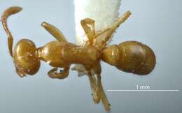 Image of Hypoponera congrua (Wheeler 1934)