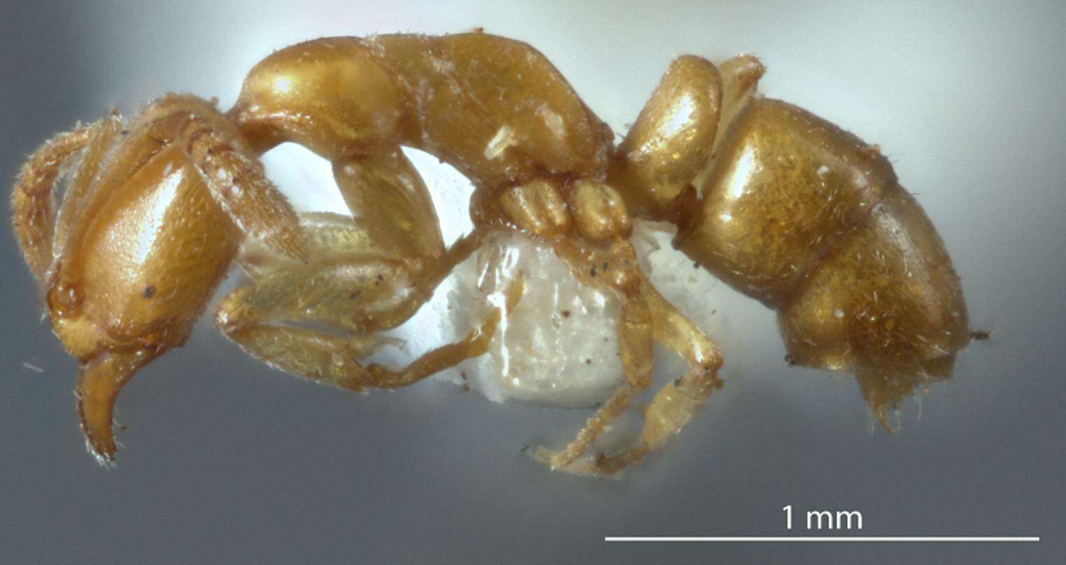 Image of Hypoponera congrua (Wheeler 1934)