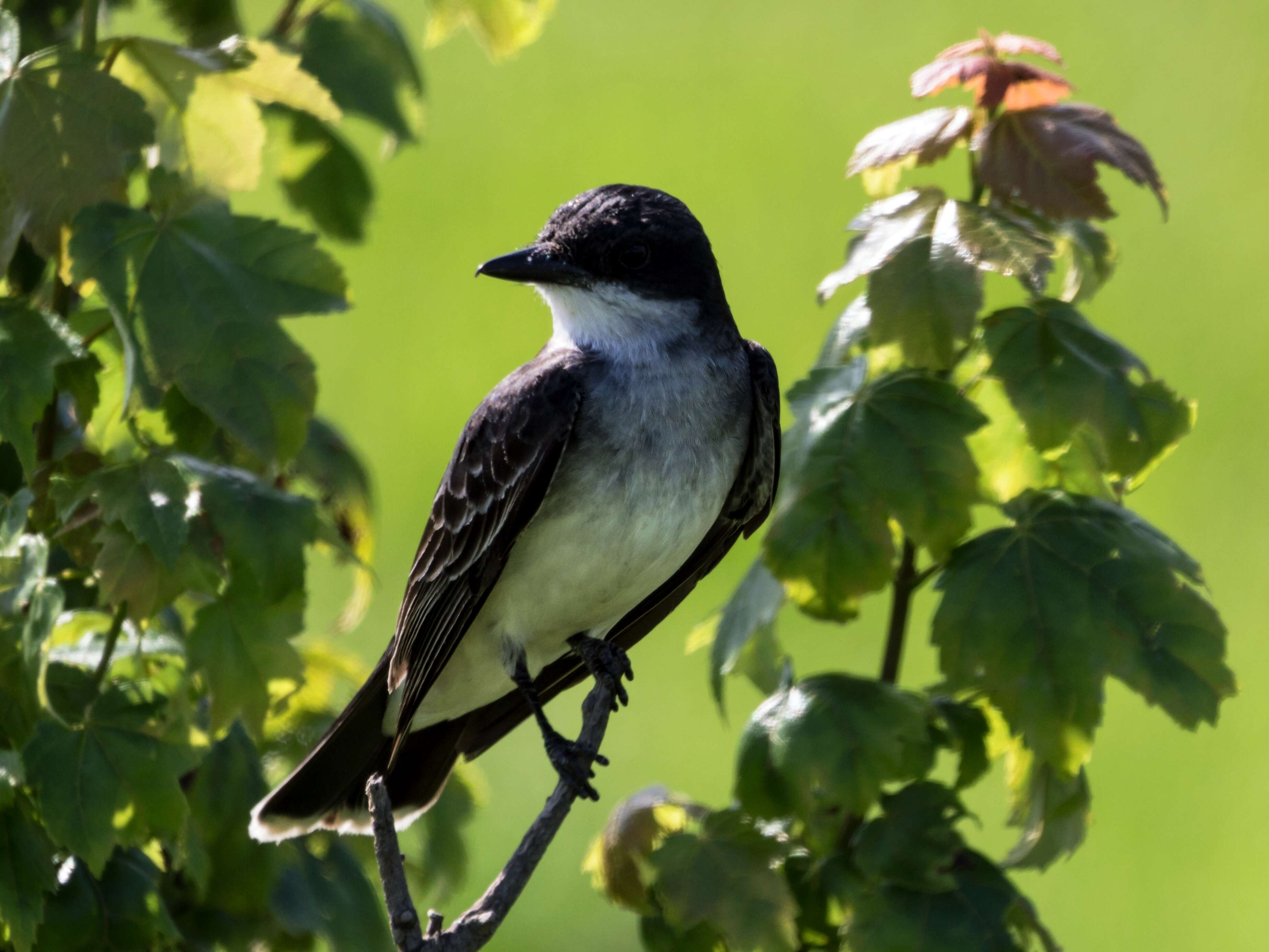 Image of Eastern Kingbird