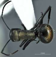 صورة Polyrhachis ammonoeides Roger 1863