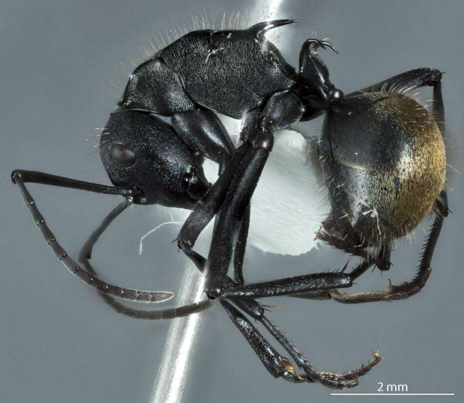 صورة Polyrhachis ammonoeides Roger 1863