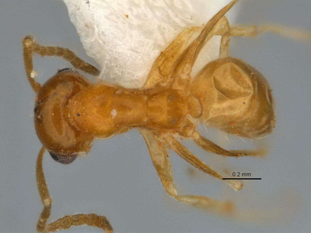 Image of <i>Melophorus pusillus</i>