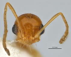 Image of <i>Melophorus pusillus</i>