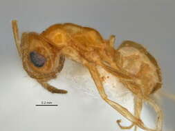 Image of <i>Melophorus pusillus</i>