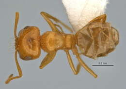 Image of <i>Melophorus pusillus</i>