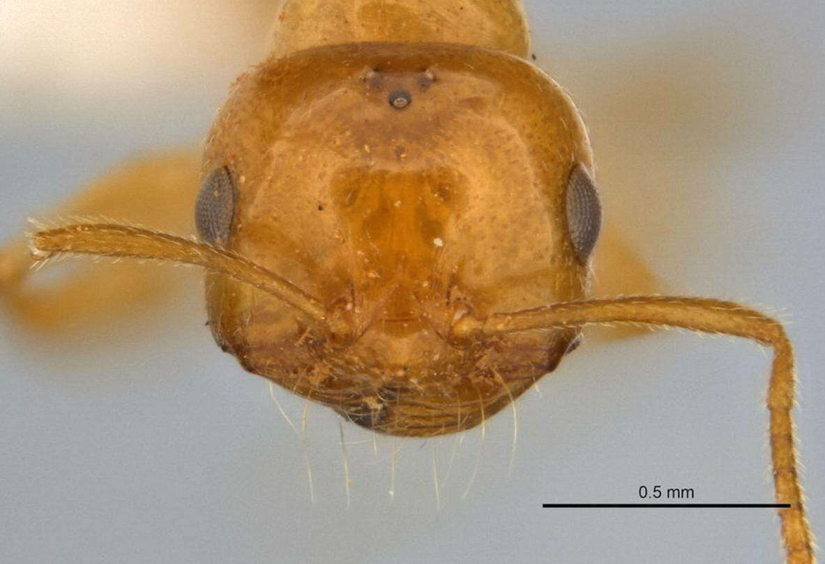 Image of <i>Melophorus pusillus</i>