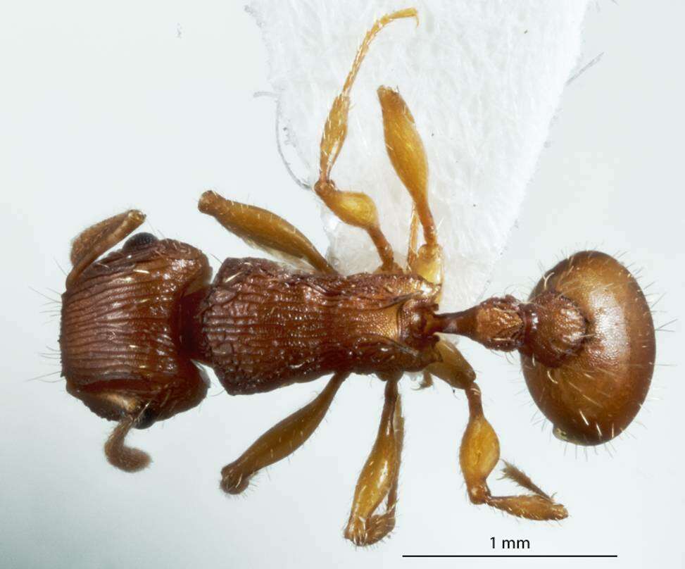 Image of Tetramorium viehmeyeri Forel 1907