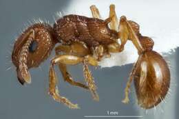 Image of Tetramorium viehmeyeri Forel 1907