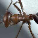 Imagem de <i>Melophorus pelorocephalus</i>