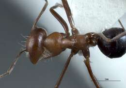 Imagem de <i>Melophorus pelorocephalus</i>