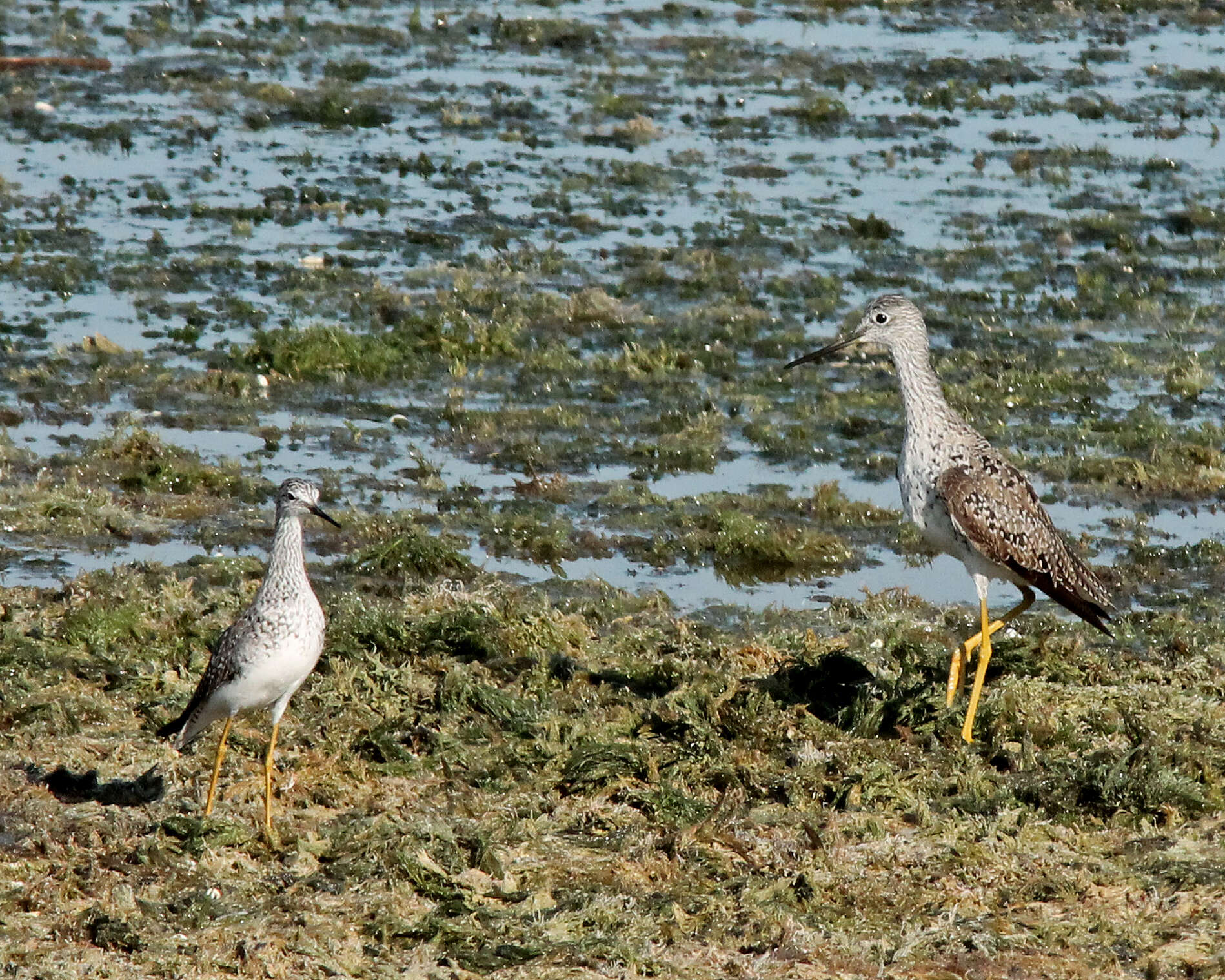 Image of Greater Yellowlegs