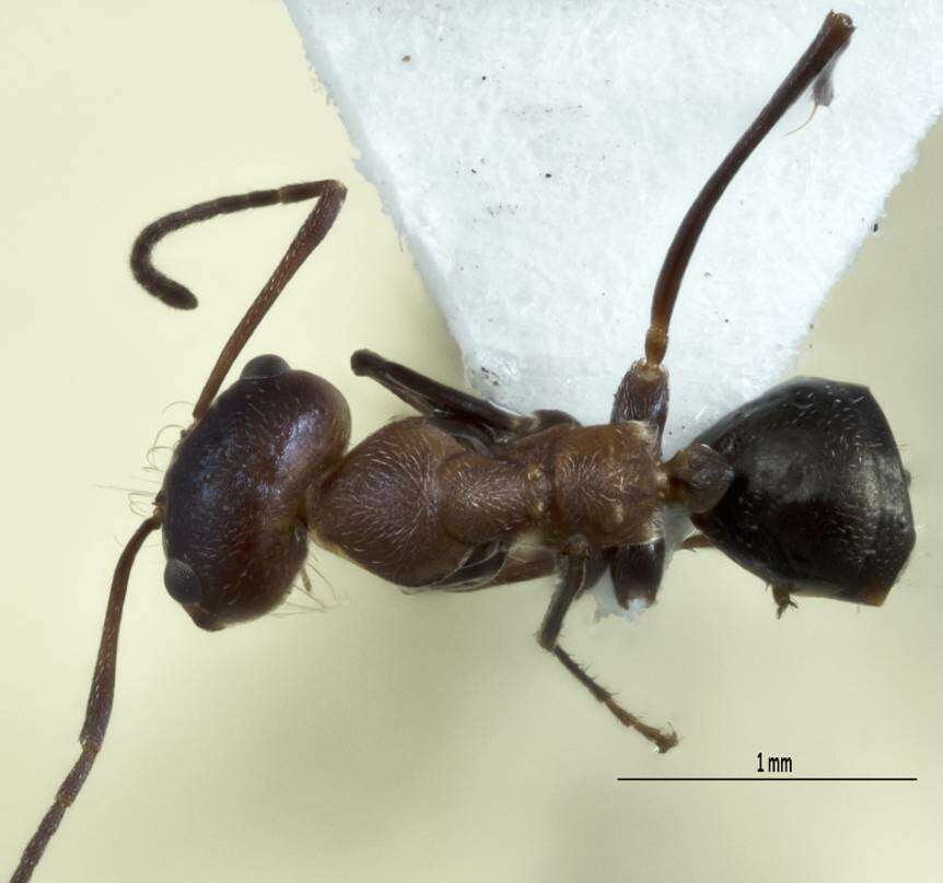 Image of <i>Melophorus xouthos</i>