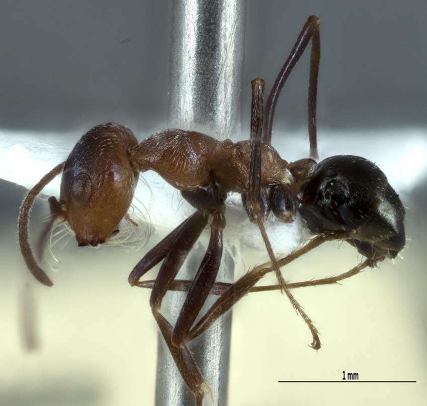 Image of <i>Melophorus xouthos</i>