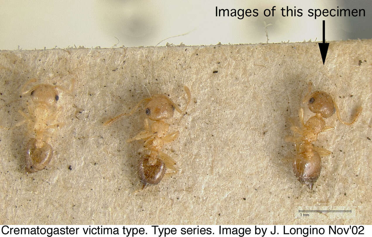 صورة Crematogaster victima Smith 1858