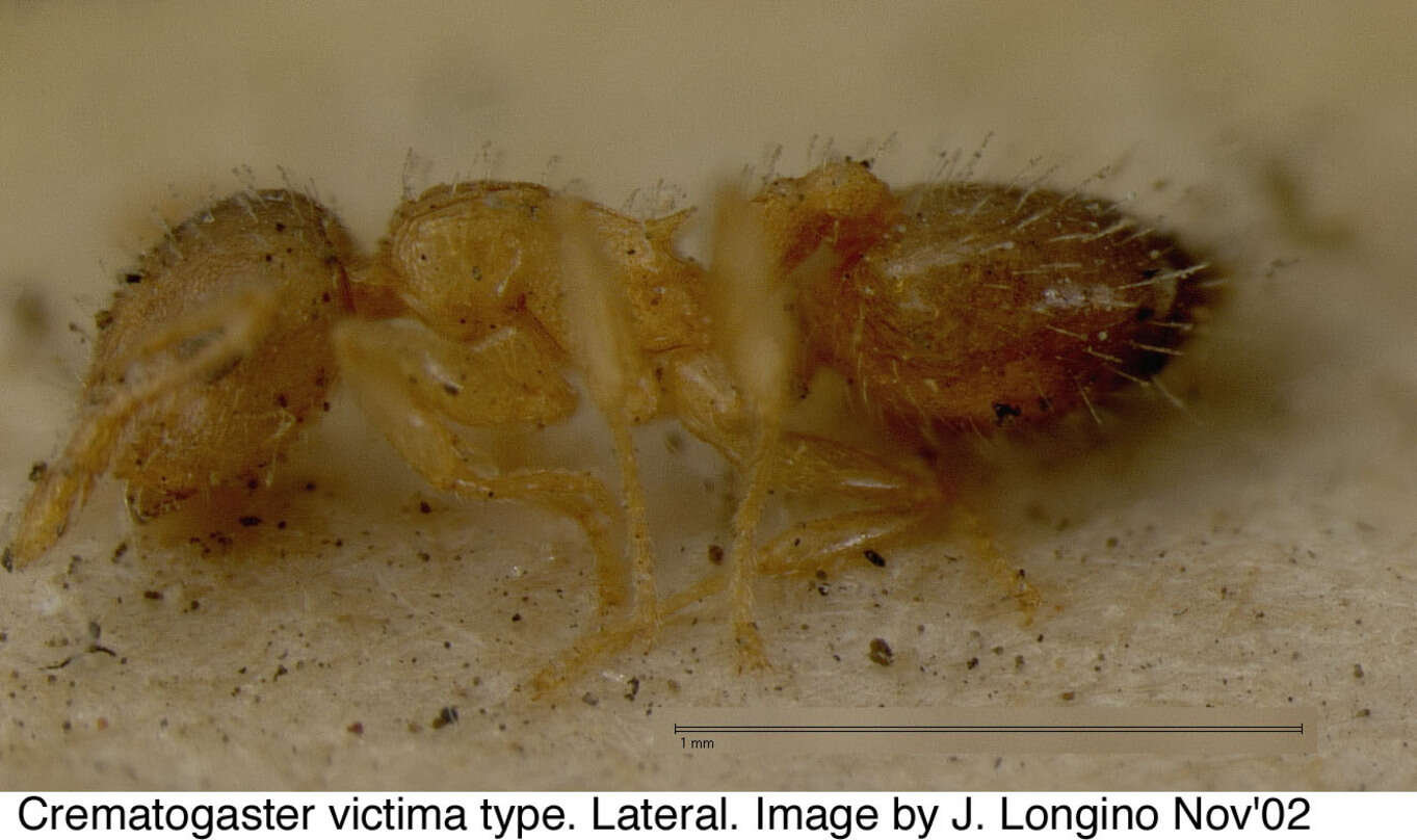 صورة Crematogaster victima Smith 1858