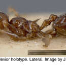 Image of <i>Crematogaster levior</i> Longino