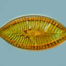 Image of Surirella biseriata