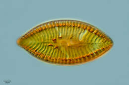 Image of Surirella biseriata