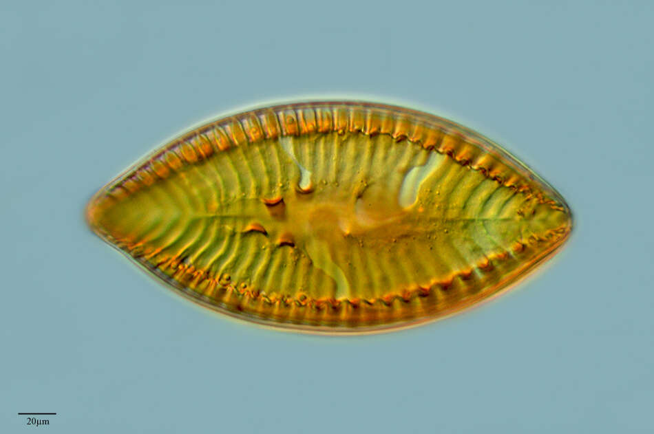 Image of Surirella biseriata